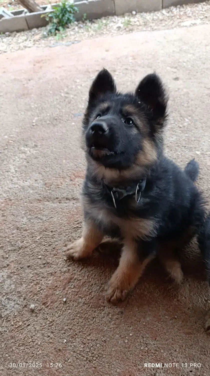 شاه توله ژرمن نر|سگ|اهواز, فاز ۲ پادادشهر|دیوار