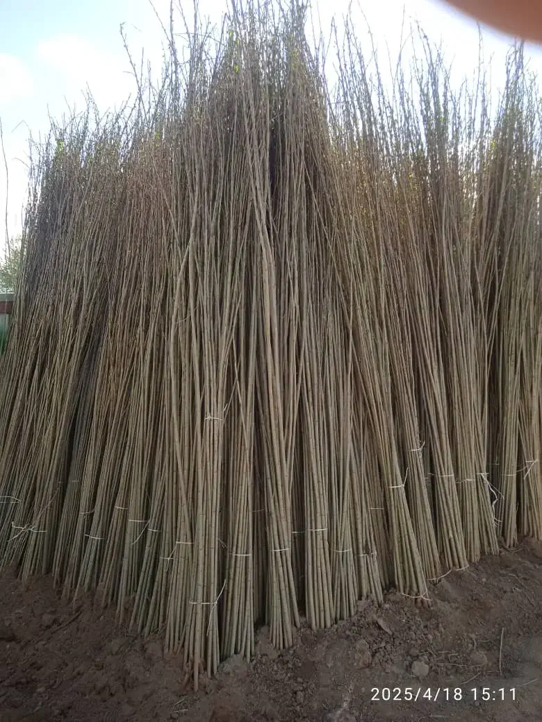 کبوده و صنوبر یک ساله و دوساله با بهترین کیفیت|خدمات باغبانی و درختکاری|اراک, |دیوار