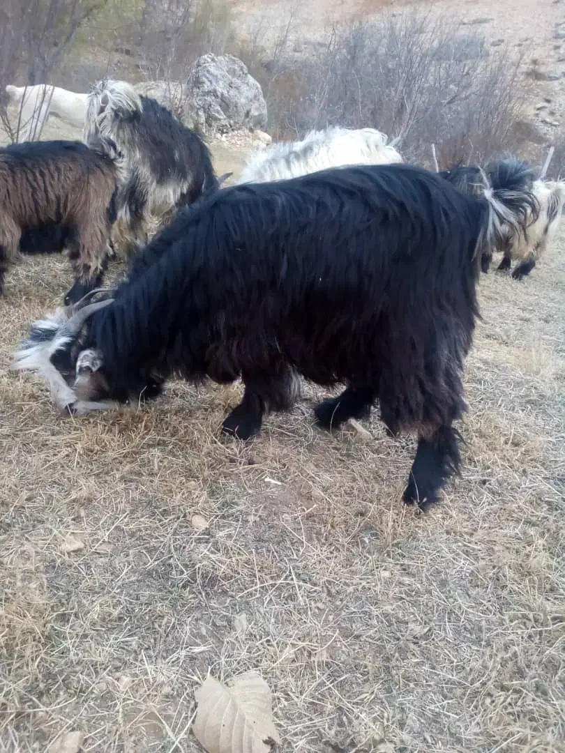 حیوان|حیوانات مزرعه|صمصامی, |دیوار