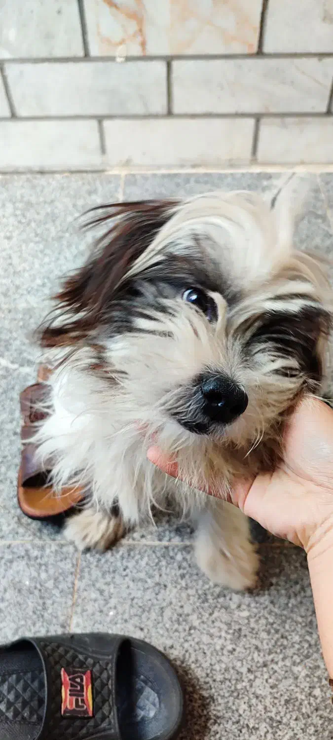 سگ گم شده|سگ|اهواز, کمپلو جنوبی|دیوار