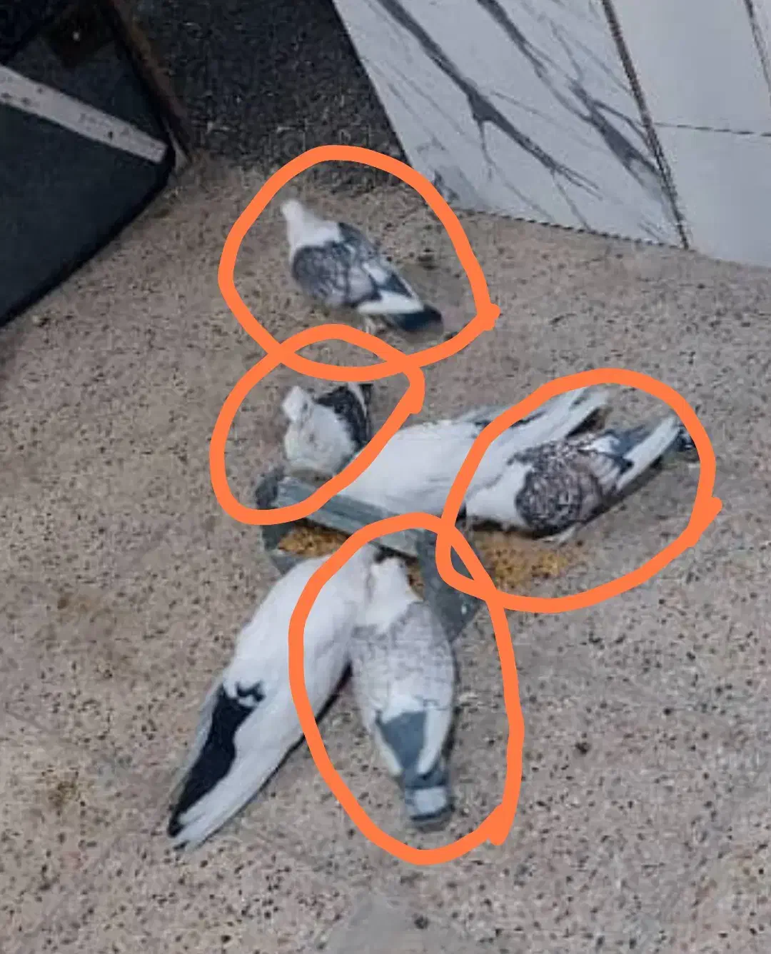 دو‌جفت کبوتر بلژیکی اصیل|پرنده|میانه, |دیوار