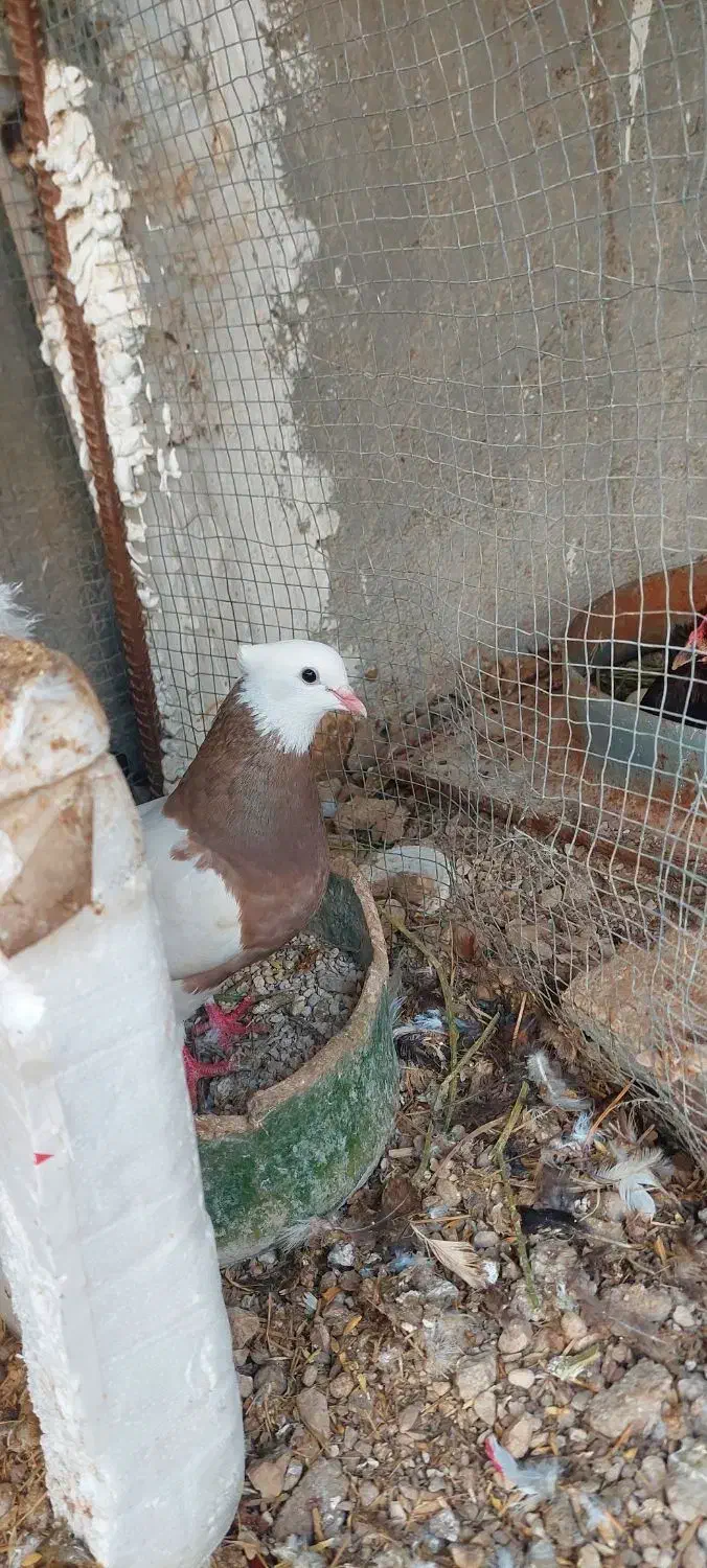 کبوتر طوقی|پرنده|بندر دیر, |دیوار