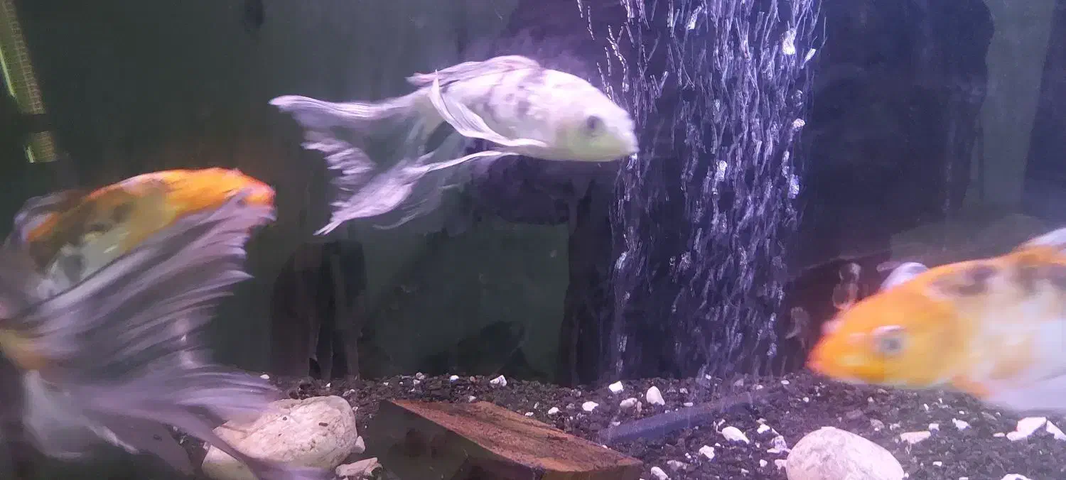 سه عدد ماهی کوی باله بلند 30سانتی|ماهی|مشهد, تلگرد|دیوار