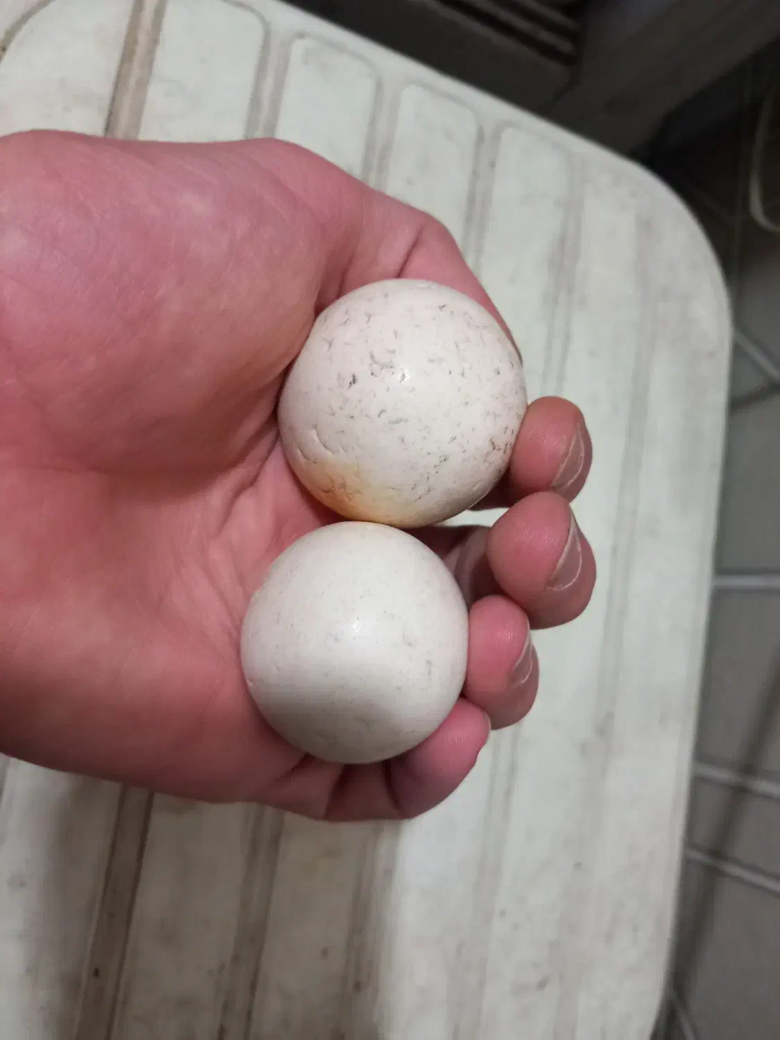 س نگ طعبیی|جواهرات|شیروان (خراسان), |دیوار