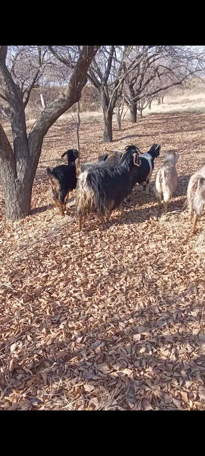 8عدد بز بزرگ|حیوانات مزرعه|میاندوآب, |دیوار