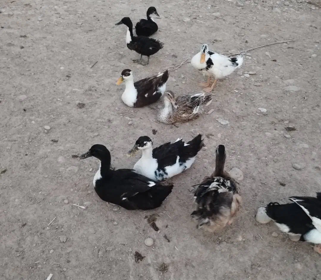 اردک محلی و مرغ خروس|حیوانات مزرعه|سعدآباد, |دیوار