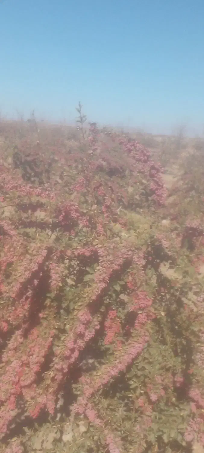 زرشک باشاخ|خوردنی و آشامیدنی|سرایان, |دیوار