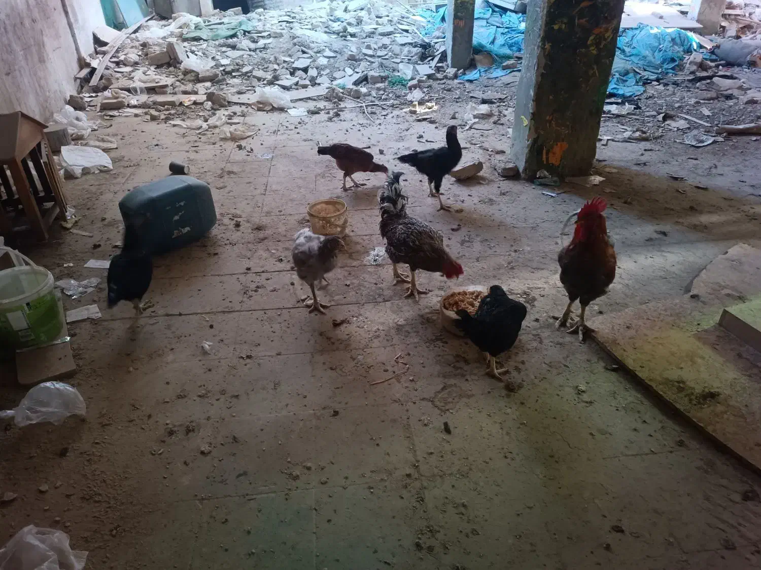 حیوانات|حیوانات مزرعه|مشهد, هفده شهریور|دیوار