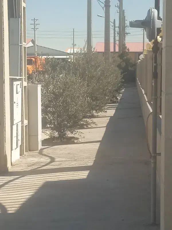 نیروی باغ|خدمات باغبانی و درختکاری|داراب, |دیوار