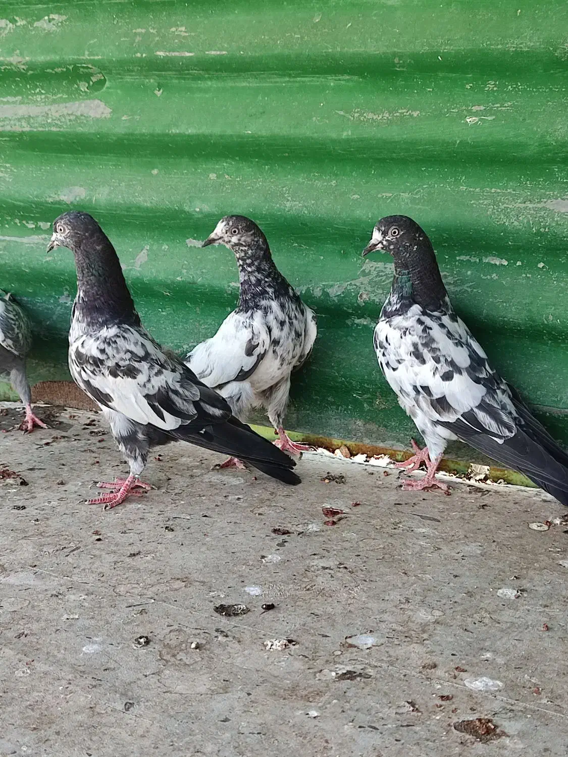 چهار جفت جوجه تیدی|پرنده|ریگ, |دیوار