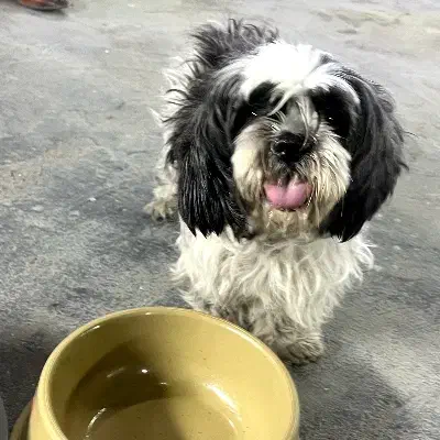 شیتزو ۶ ماهه|سگ|کرمان, |دیوار