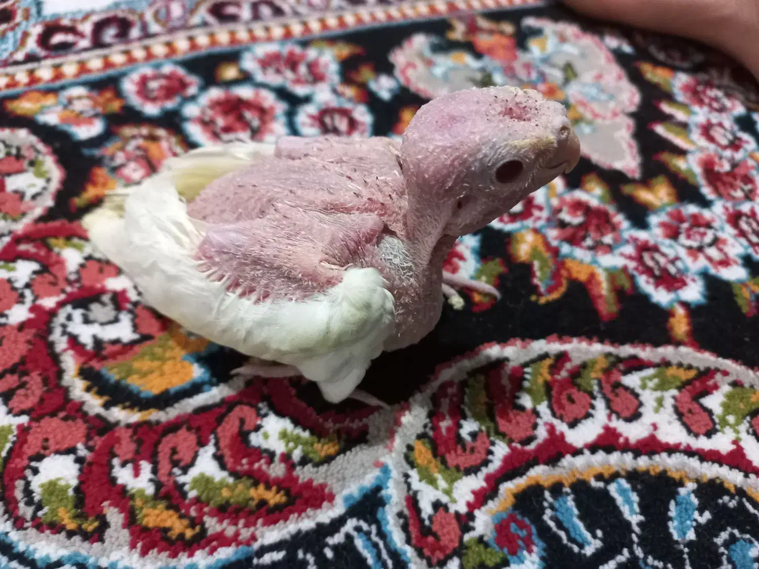 عروس هلندی|پرنده|اردبیل, |دیوار