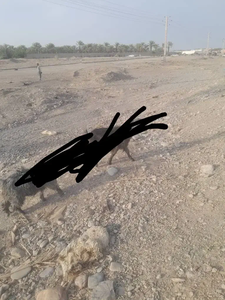 بز گم شده|حیوانات|ایرانشهر, |دیوار