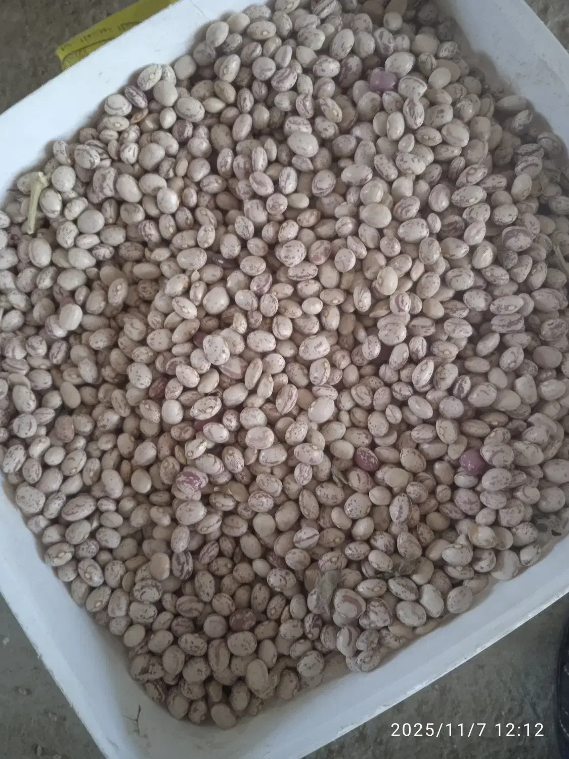 لوبیا چیتی|خوردنی و آشامیدنی|سده (فارس), |دیوار