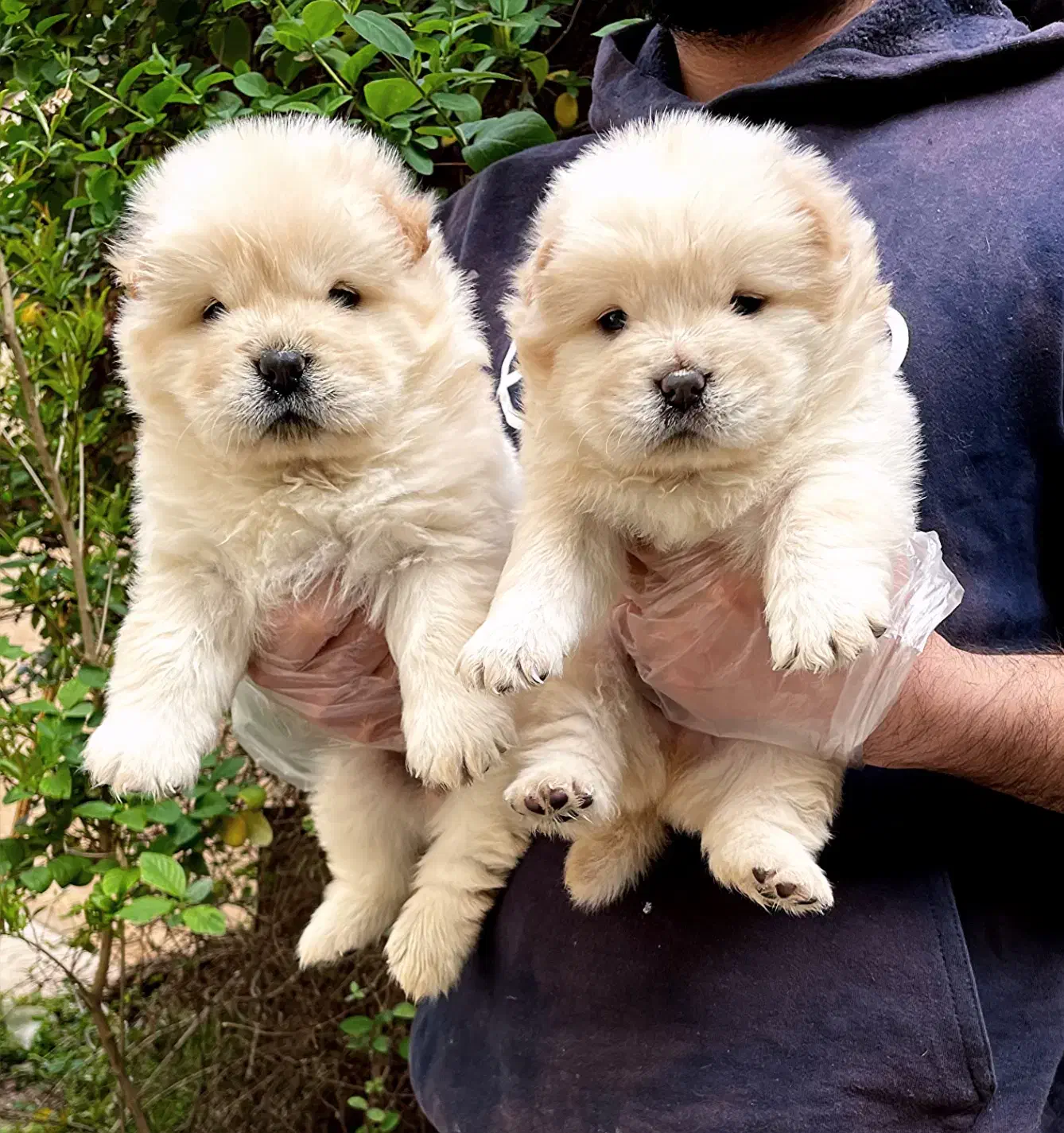 چاوچاو سفید پوزه فلت|سگ|تهران, ولنجک|دیوار