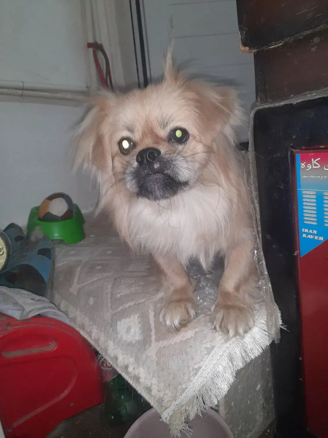 سگ خانگی پیکینیز با وسیله های کاملش و ۳ کیلو غذا|سگ|پاکدشت, خاتون آباد|دیوار