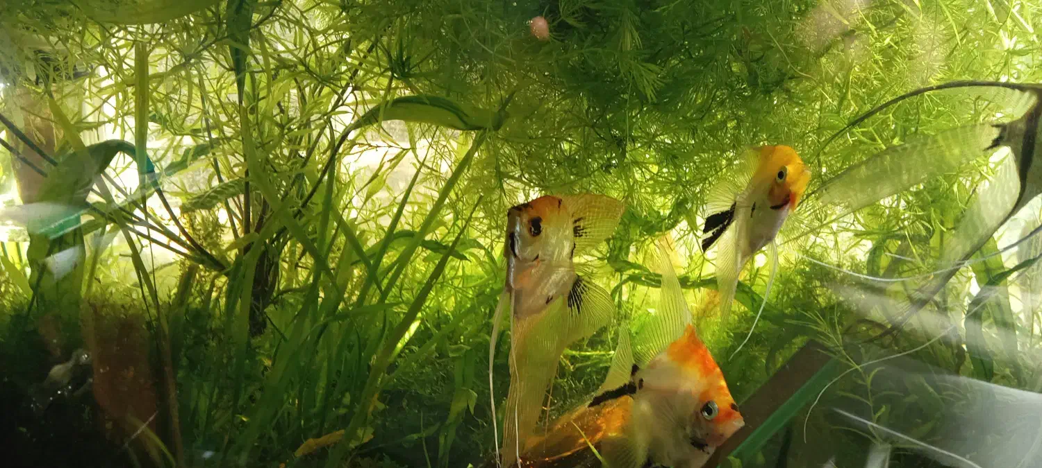 آکواریوم گیاه ماهی|ماهی|کرمان, |دیوار