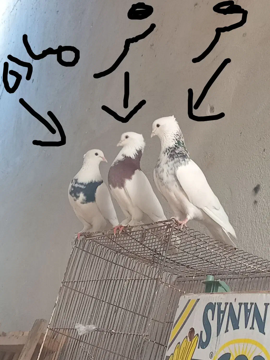 دو جفت طوقی اس|پرنده|فاضل آباد, |دیوار