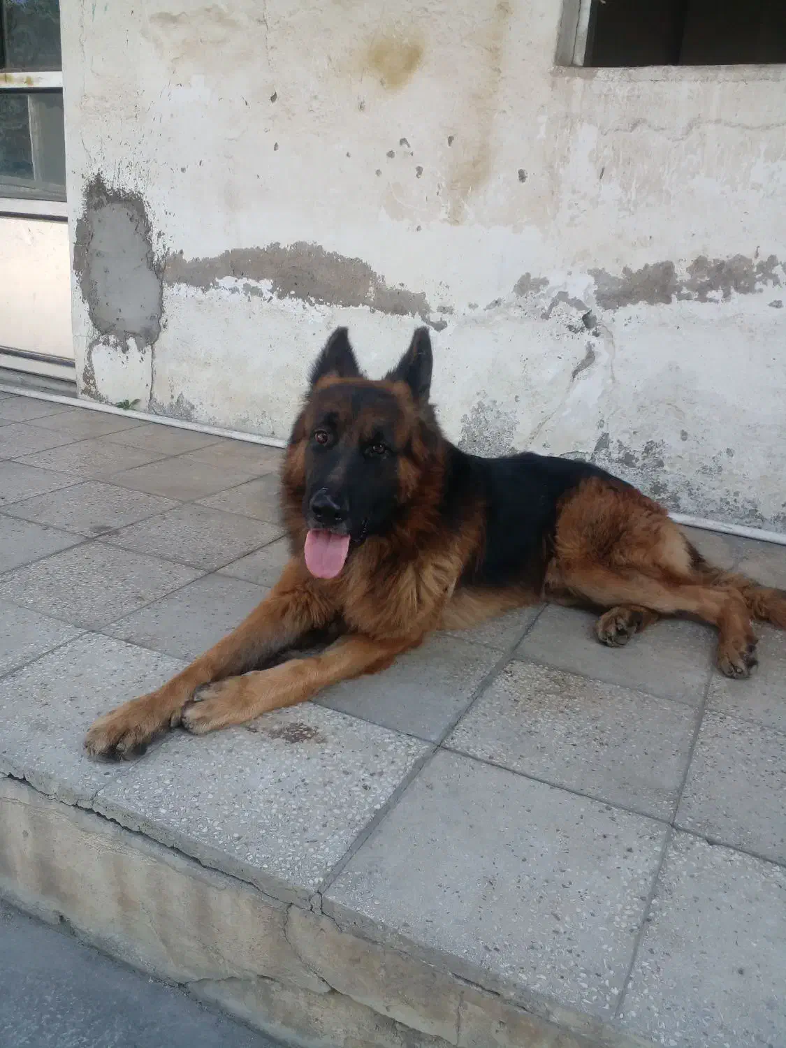 سگ ژرمن|سگ|بابل, |دیوار