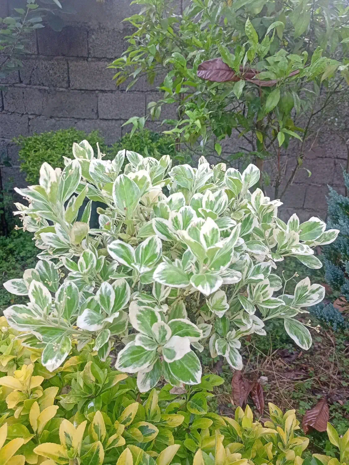 گل های تکی و چندتایی|گل و گیاه طبیعی|کلاچای, |دیوار