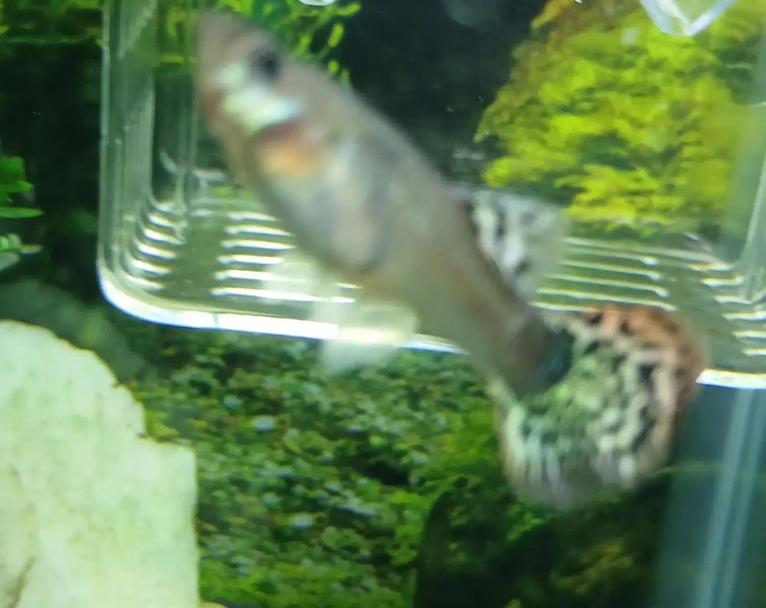 ماهی گوپی|ماهی|ملایر, |دیوار