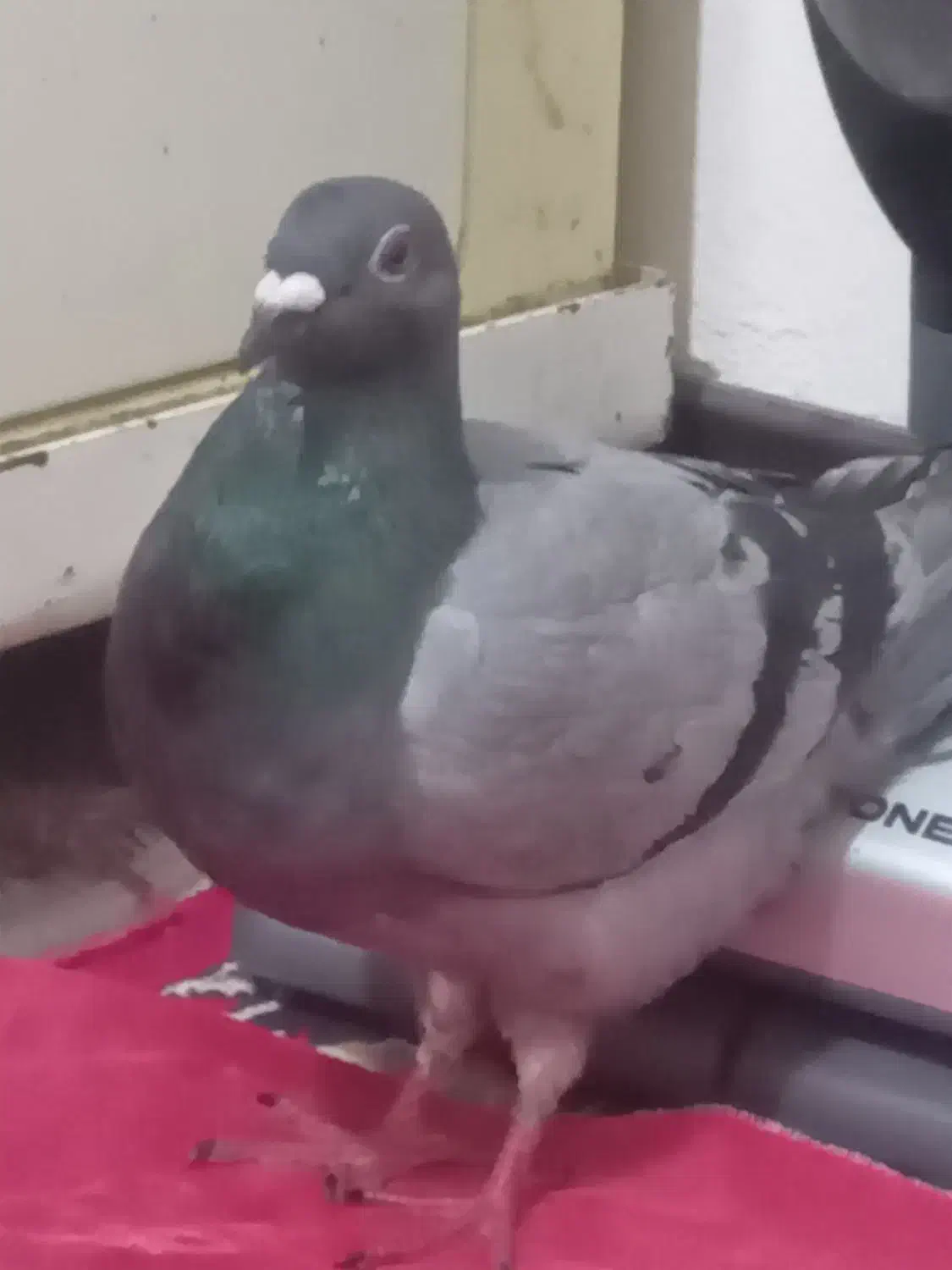 ۱عدد کبوتر|پرنده|شاهین‌شهر, شهرک هشت بهشت|دیوار