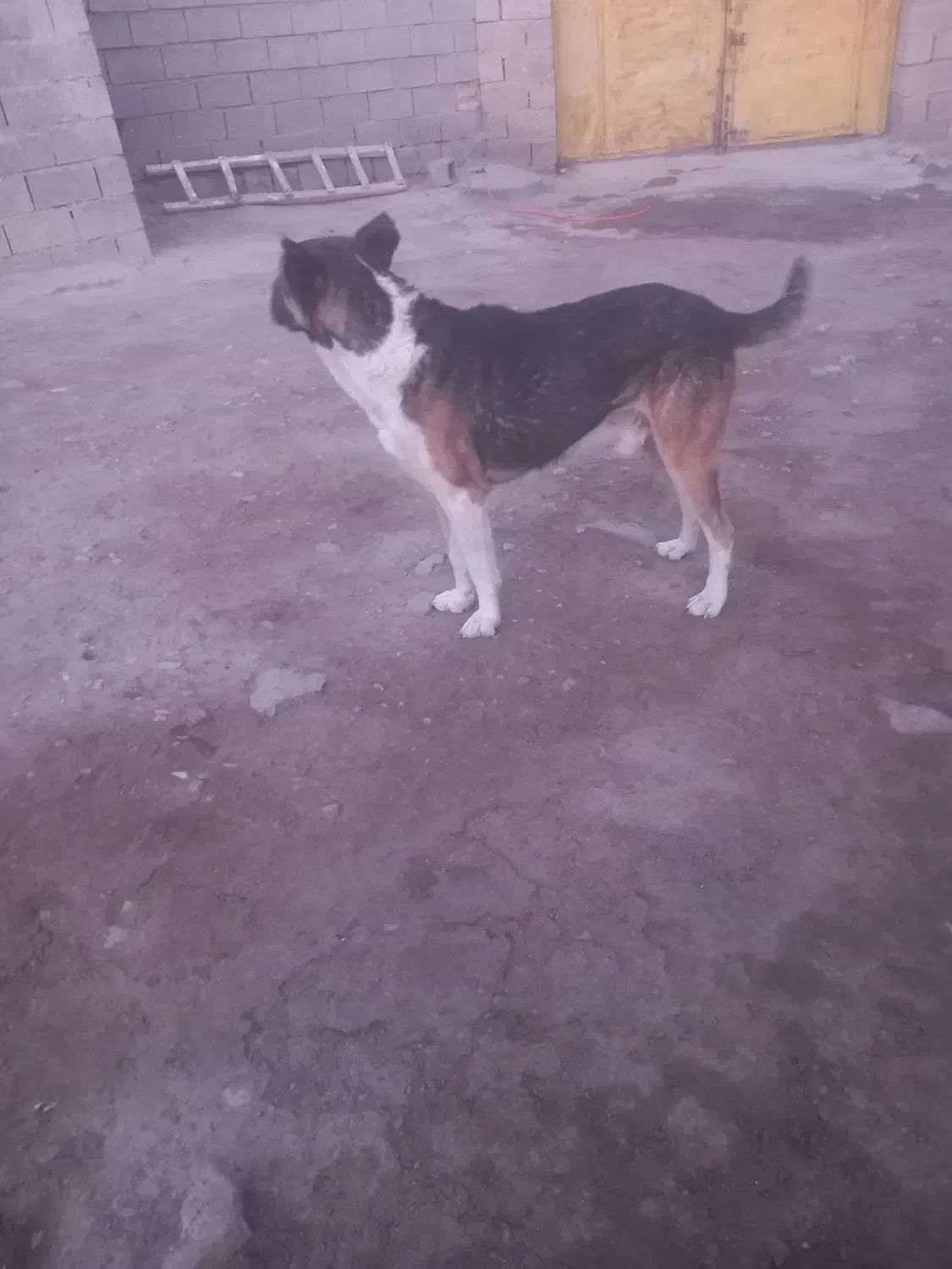 سگ سرابی نر|سگ|میاندوآب, |دیوار