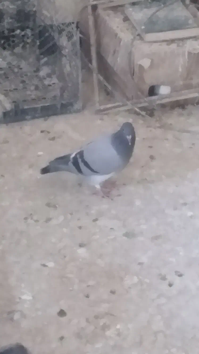 کبوترپلاکی وجوجه|پرنده|ایذه, |دیوار