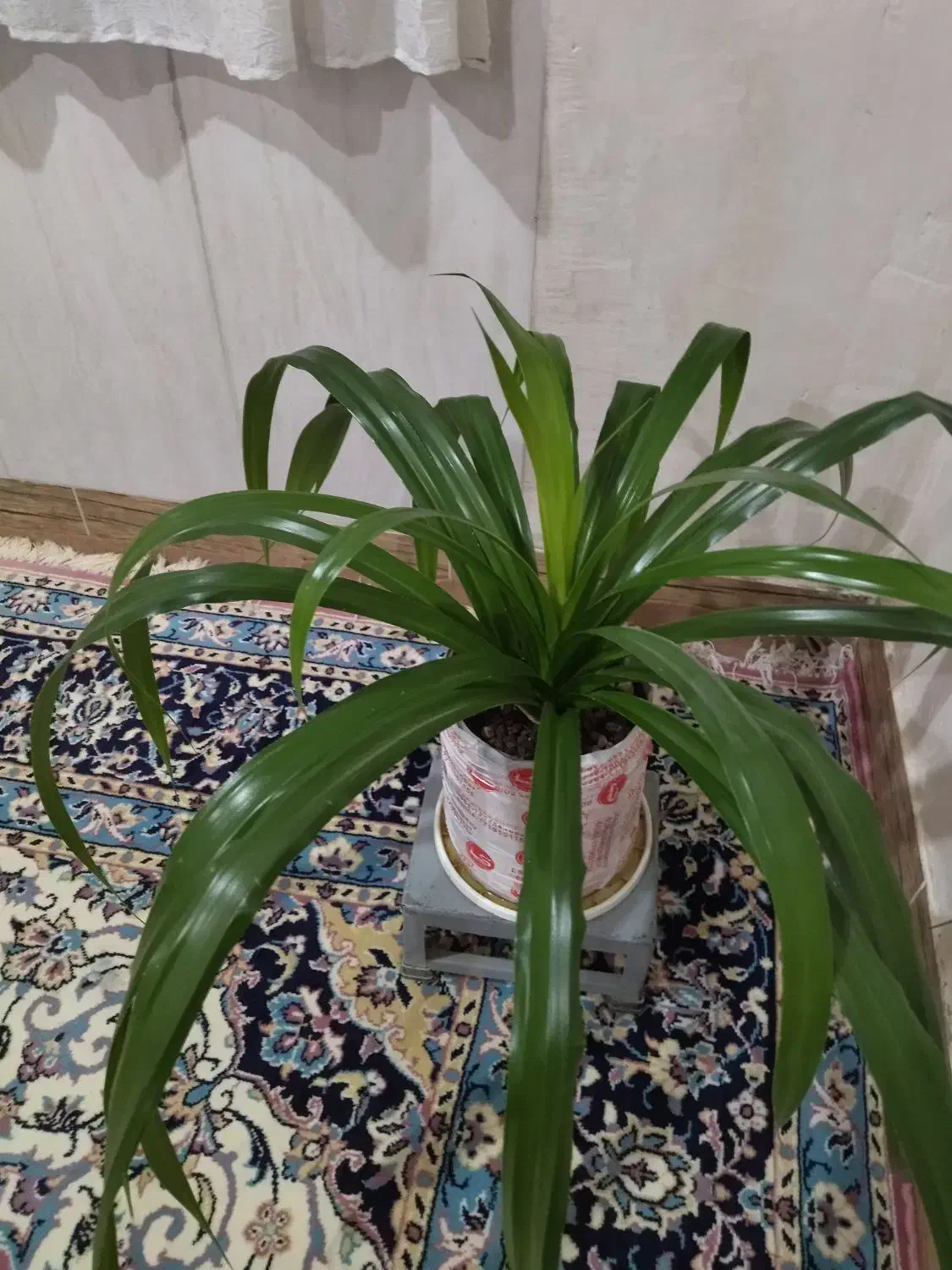 گل وگلدان|گل و گیاه طبیعی|ننور, |دیوار