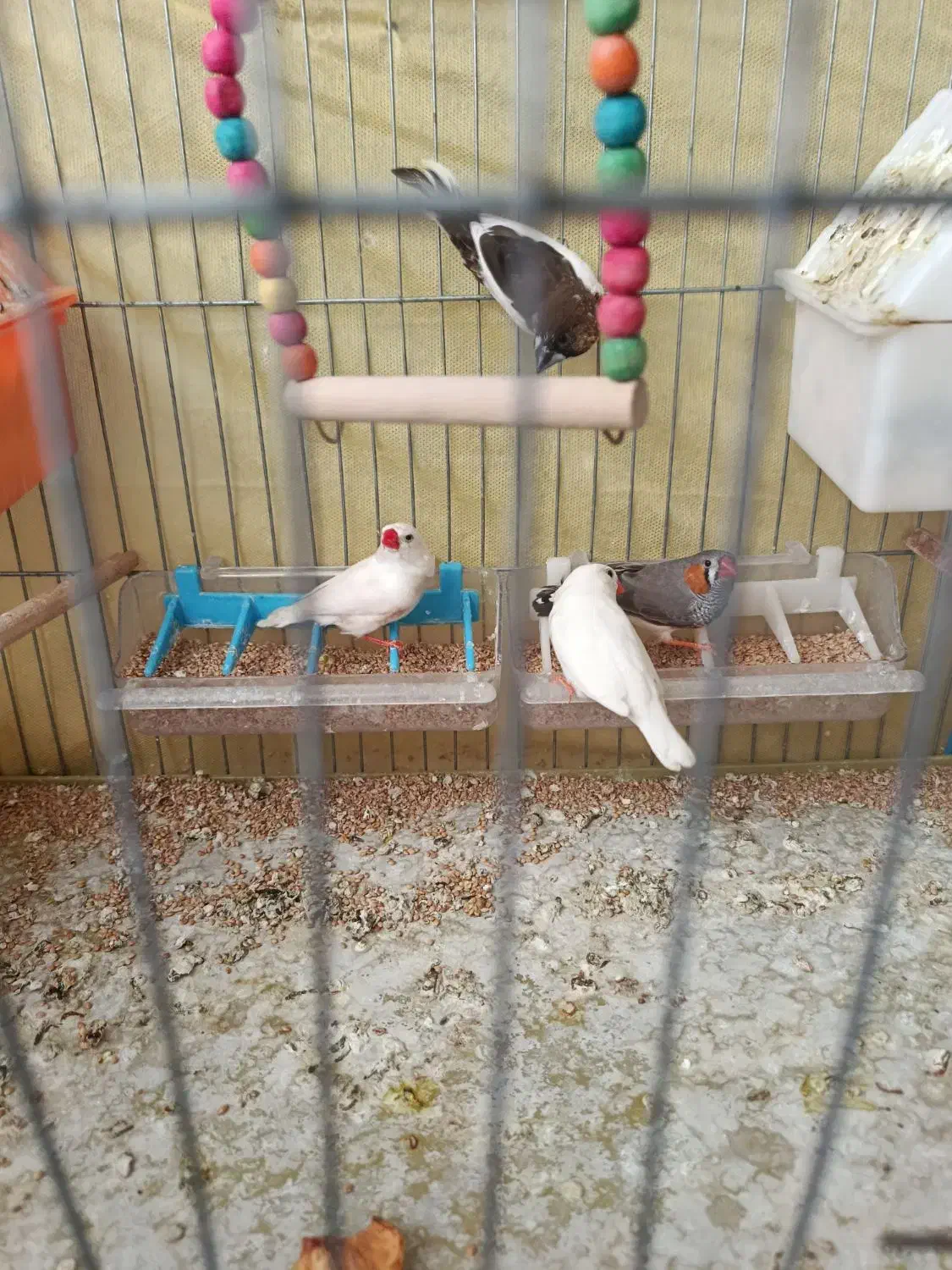 فنچ|پرنده|شیراز, وصال|دیوار