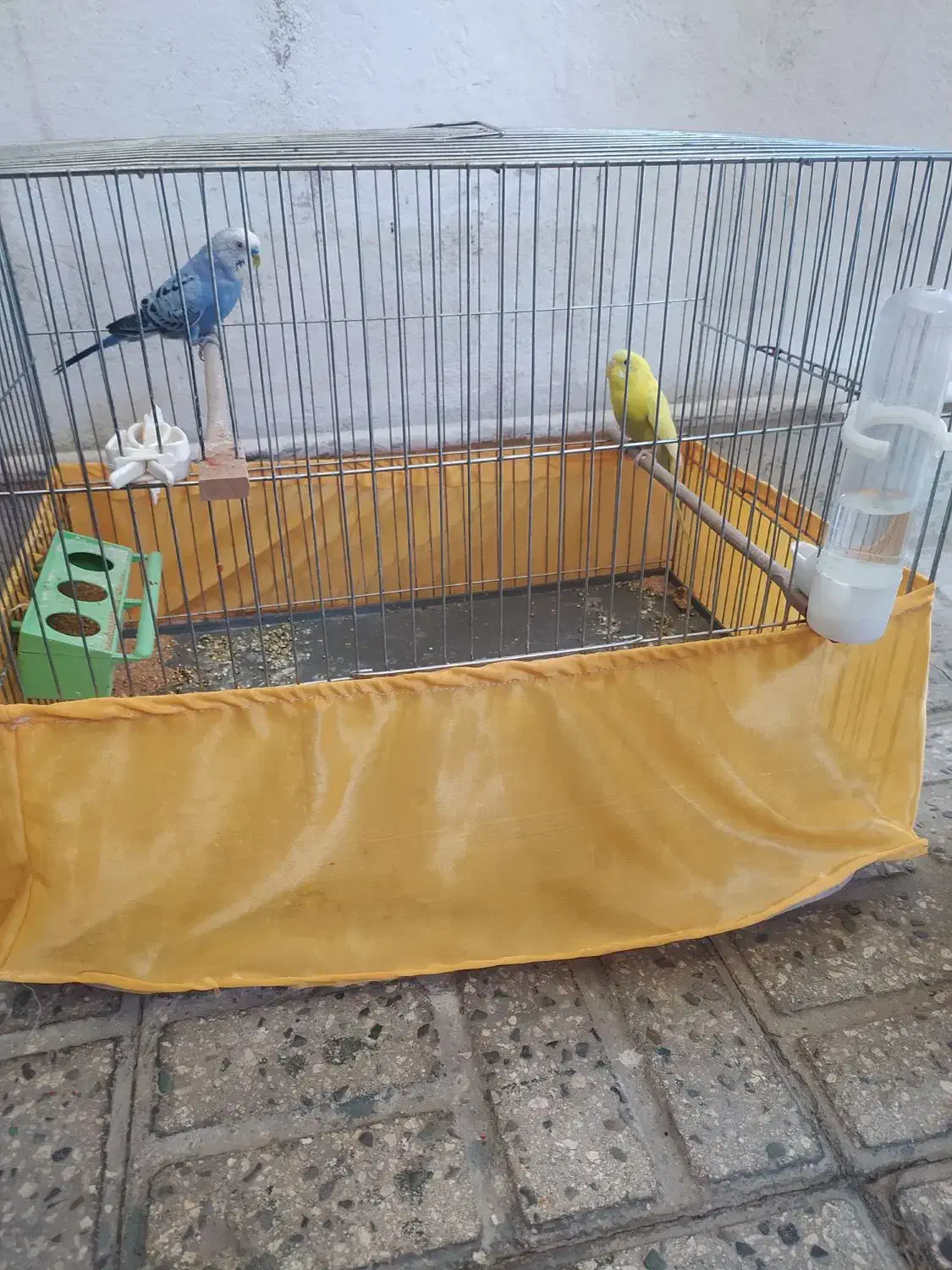 یک جفت مرغ عشق سالم سرحال با قفس لوازم|پرنده|تهران, شکوفه (عبدل آباد)|دیوار