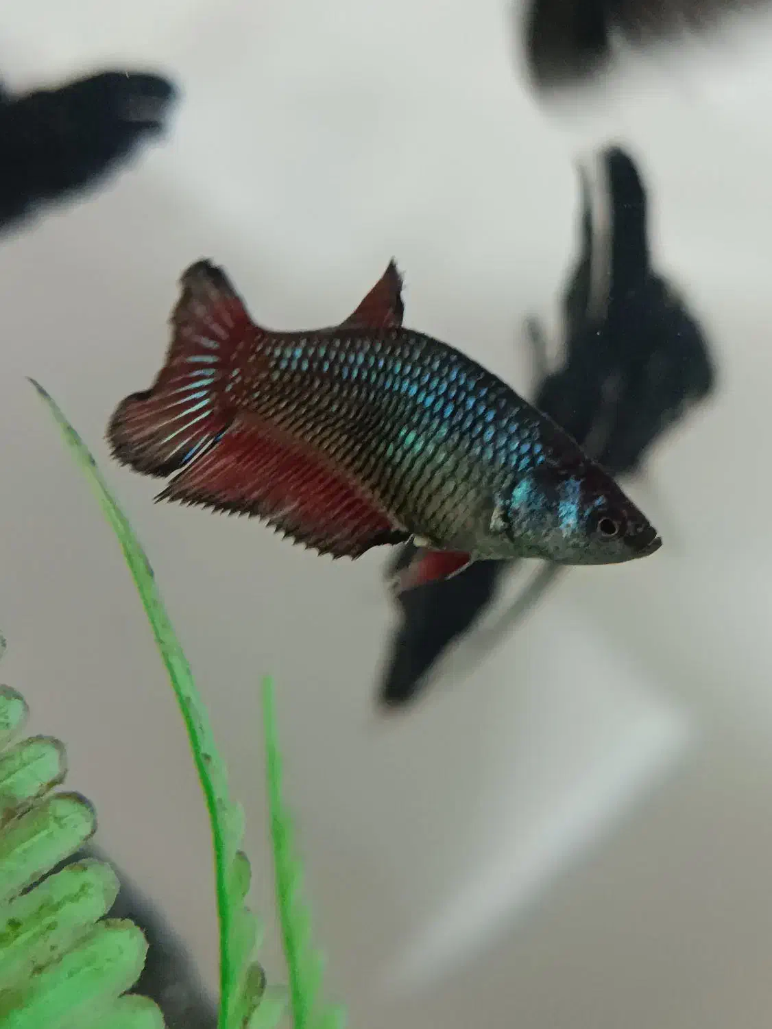 فایتر.|ماهی|سلماس, |دیوار