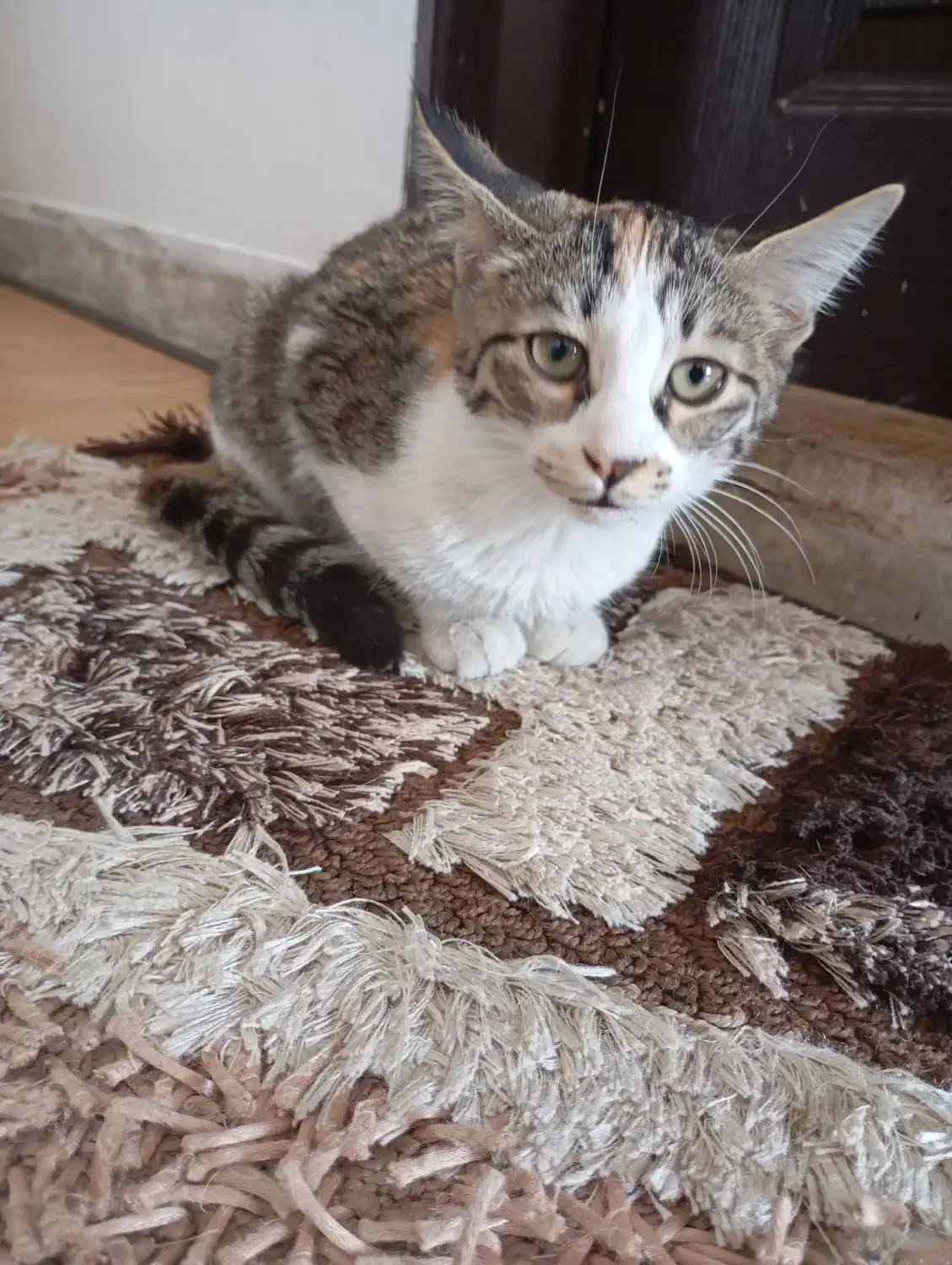 گربه ماده|گربه|قم, پردیسان|دیوار