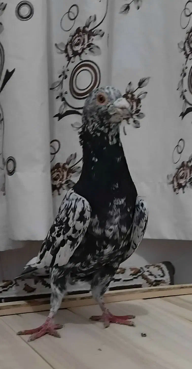 گرفتنی|پرنده|نیشابور, مازول|دیوار