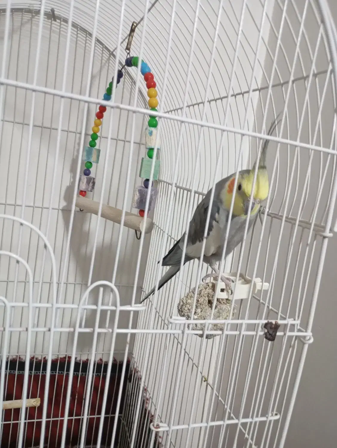 عروس هلندی|پرنده|نسیم‌شهر, |دیوار