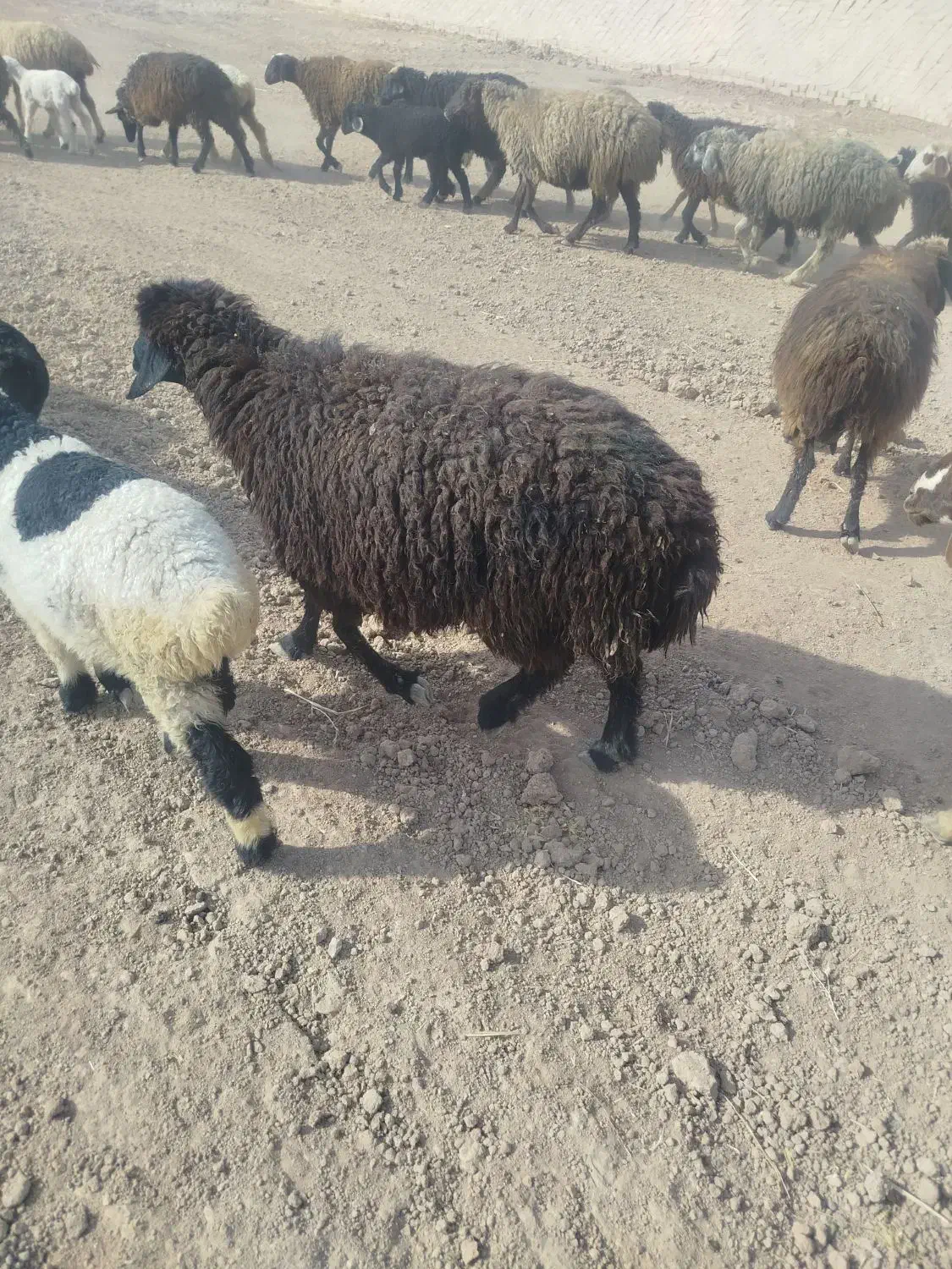 فروش 4عدد میشو بره|حیوانات مزرعه|ارسنجان, |دیوار