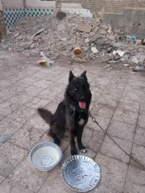 سگ خارجی|سگ|خرمشهر, |دیوار