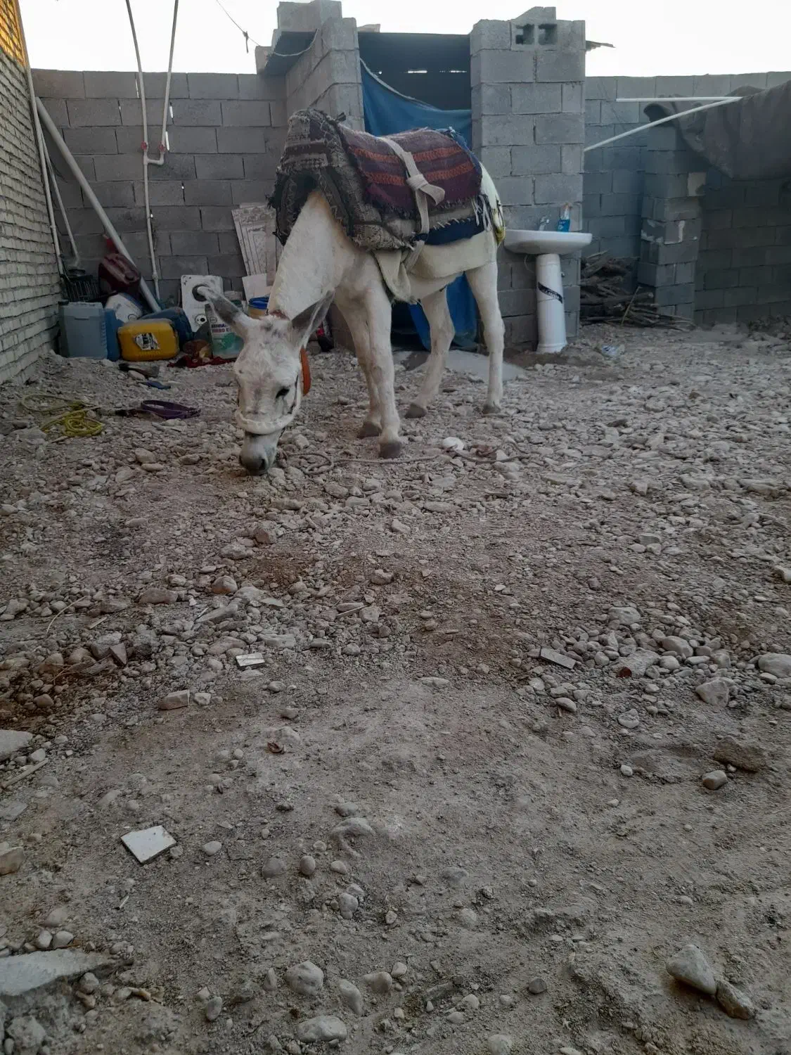 خر نر|حیوانات مزرعه|بهبهان, |دیوار