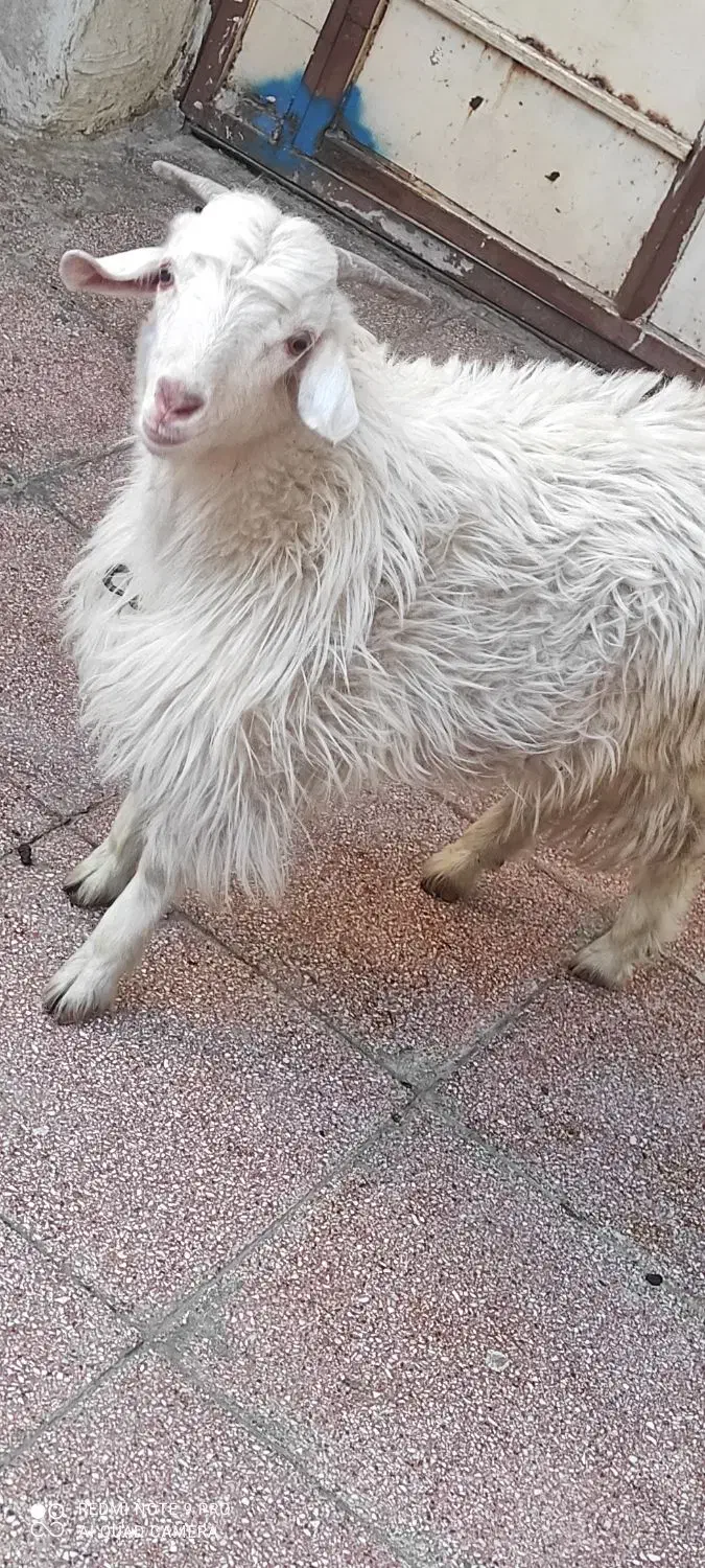 کهره بزغاله نر|حیوانات مزرعه|بندرعباس, |دیوار