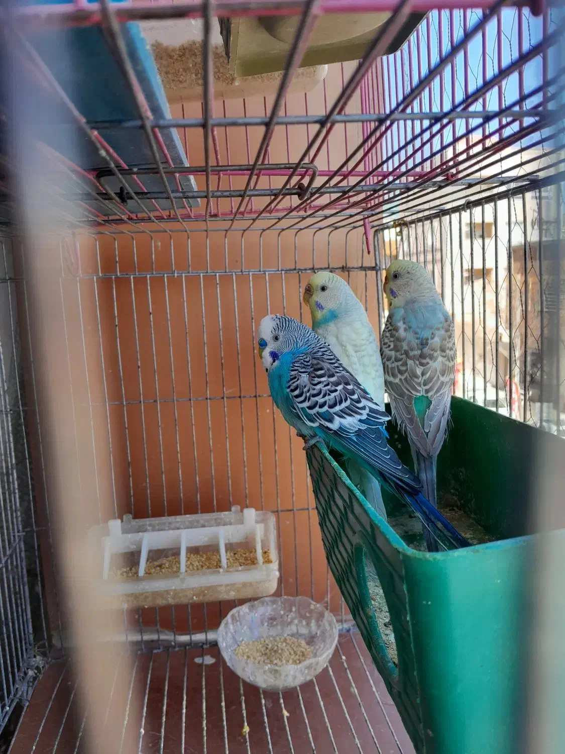 مرغ عشق|پرنده|سیرجان, |دیوار