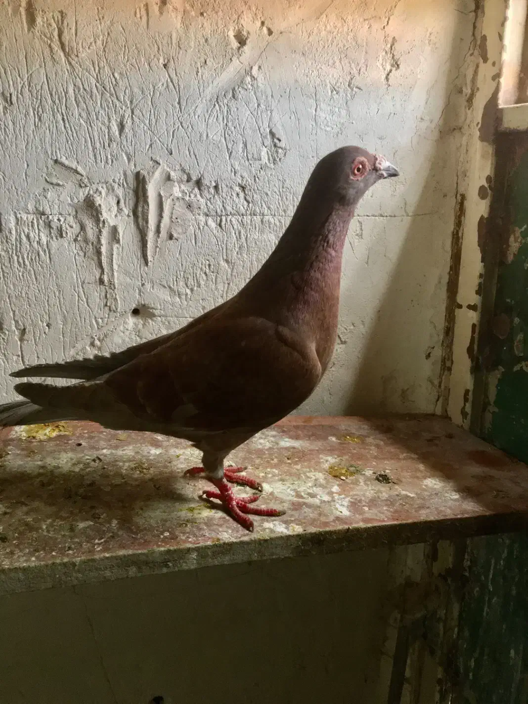 کفتر گوره|حیوانات|بجنورد, |دیوار