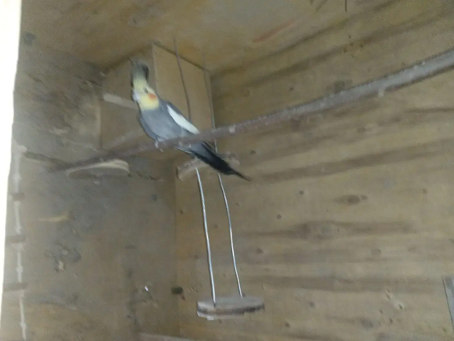 عروس هلندی|پرنده|قشم, |دیوار