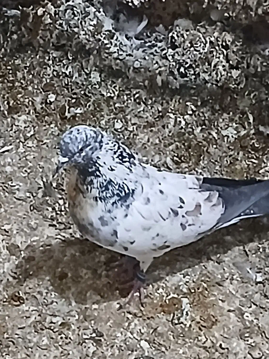 حیوان پرشی|پرنده|گرگان, |دیوار