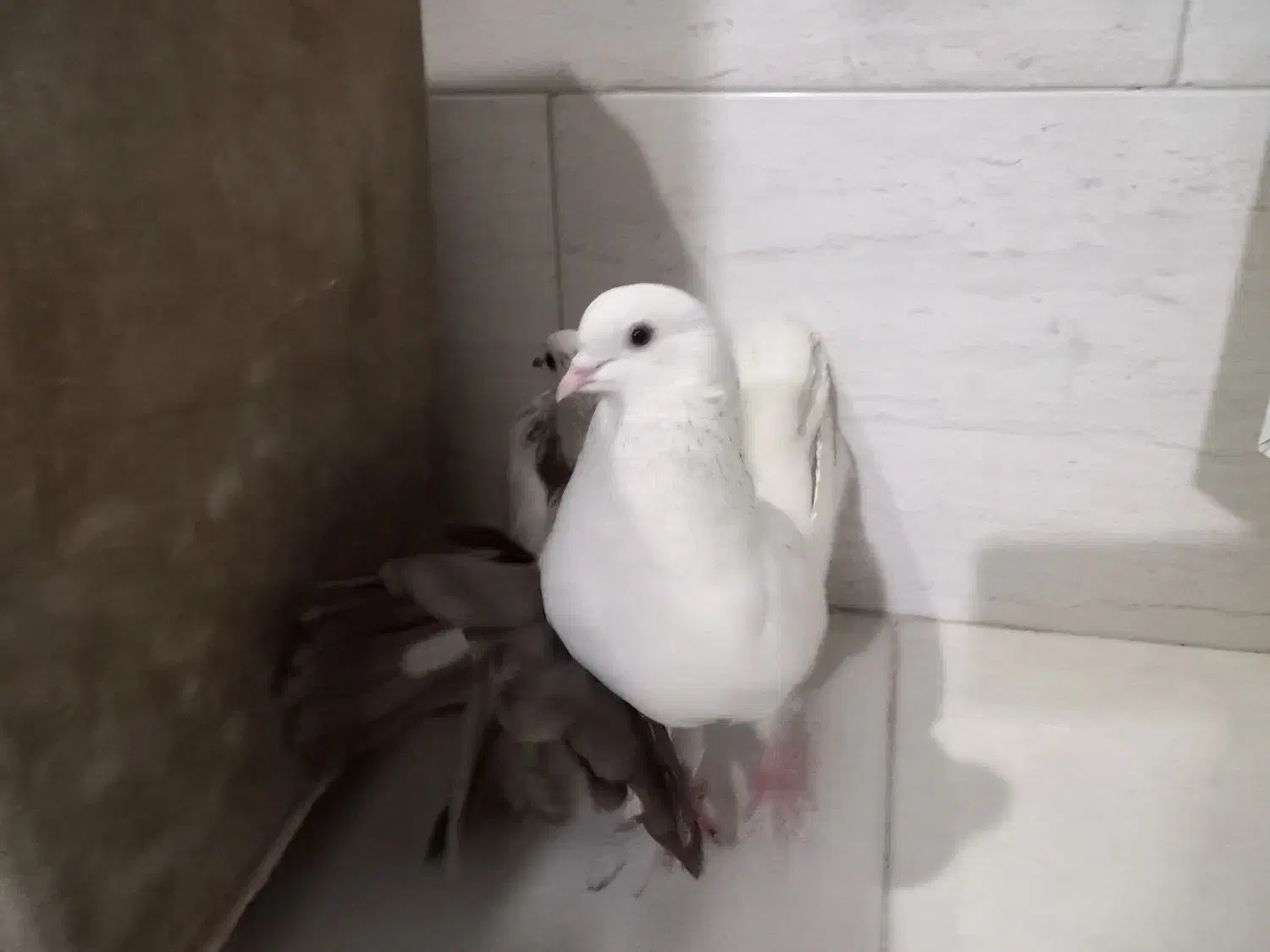 کفتر فروشی و معاوضه|پرنده|تهران, یافت آباد جنوبی|دیوار