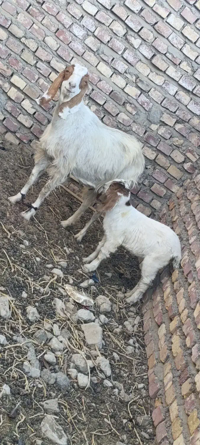 سلام بز مری با کهره ماده|حیوانات مزرعه|جزنیک, |دیوار