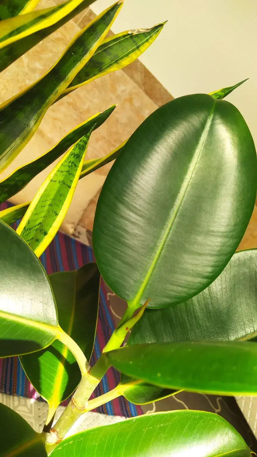 گلدان فیکوس و سانسوریا سالم|گل و گیاه طبیعی|چابهار, |دیوار