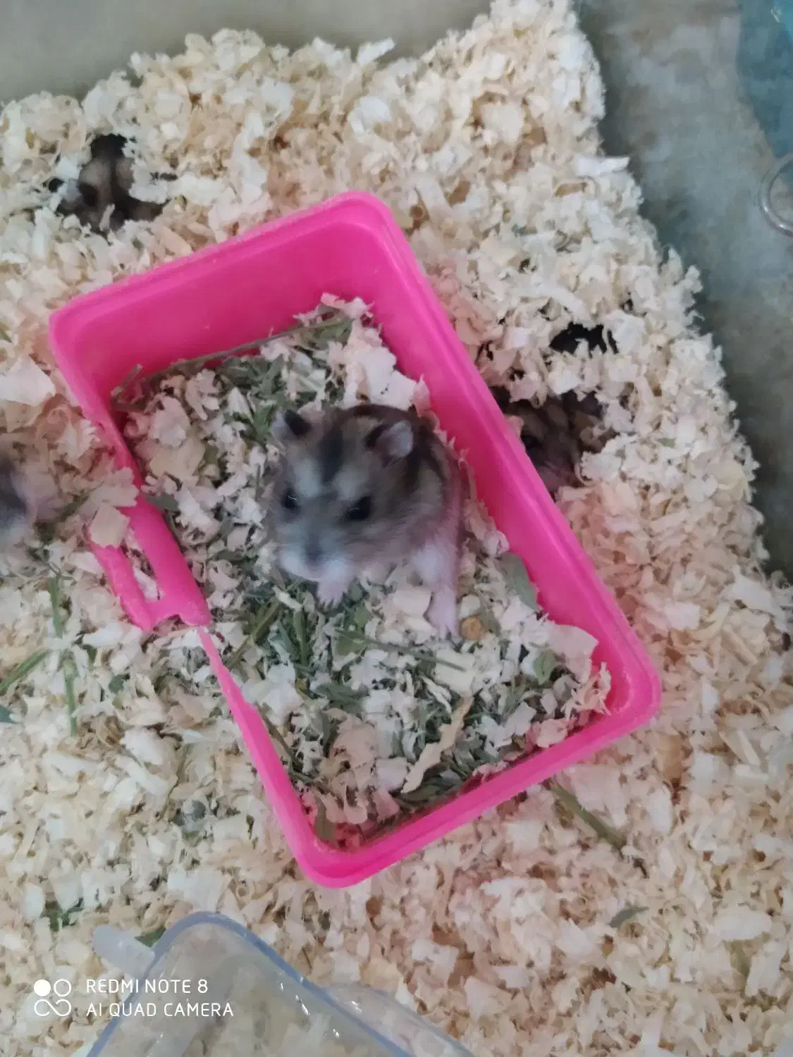 همستر و کمپل|موش و خرگوش|کرج, کوی کارمندان شمالی|دیوار