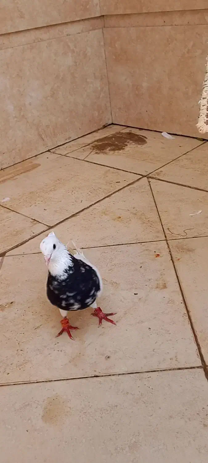 طوقی هفت رنگ|پرنده|شبانکاره, |دیوار