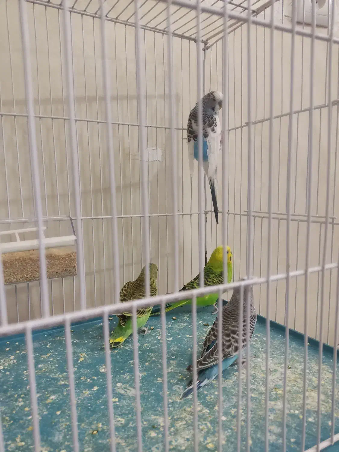 پرنده|پرنده|شیراز, شهرک مهدیآباد|دیوار