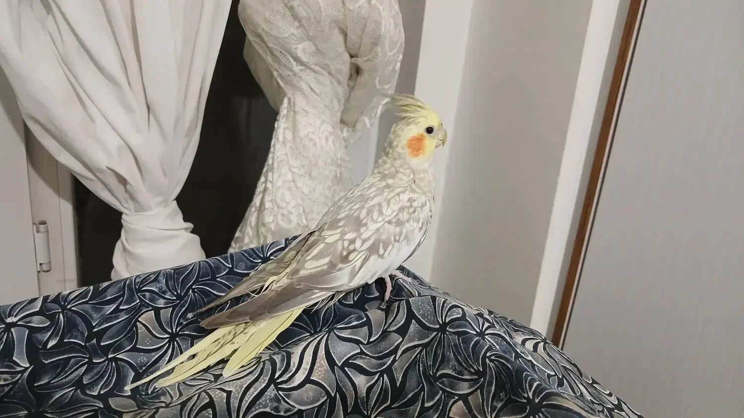 عروس هلندی|پرنده|تهران, هفده شهریور|دیوار